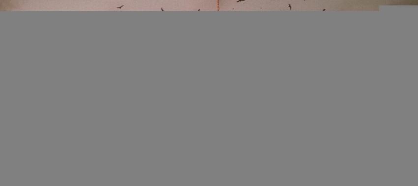 Создатели Baldurʼs Gate 3 хотят вывести Divinity «на новый уровень» RPG